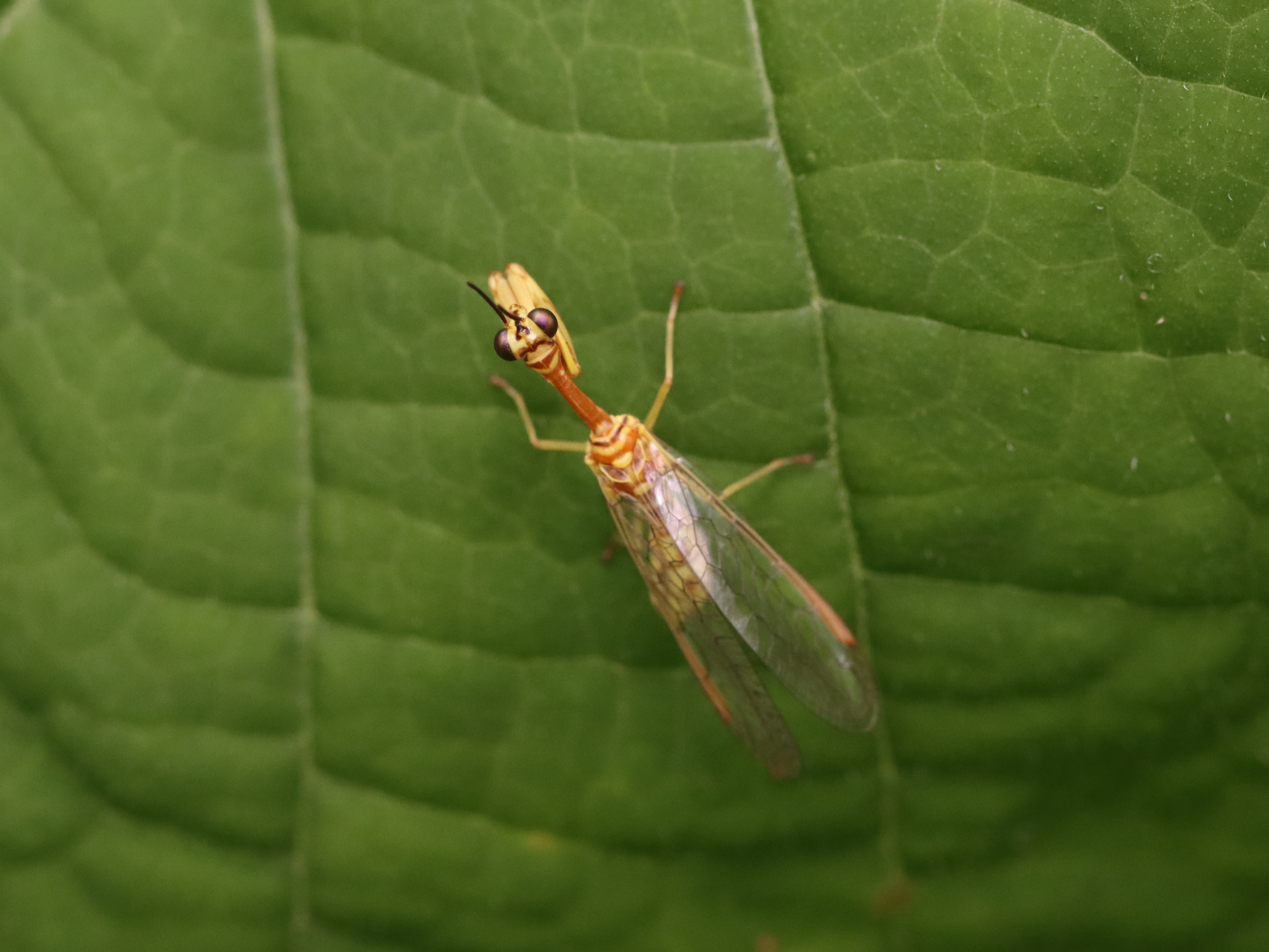 ヒメカマキリモドキ